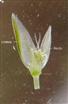  Floret (Opened)